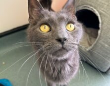 Tootsie – 6yrs – Male