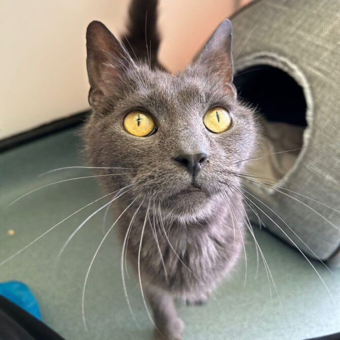 Tootsie – 6yrs – Male