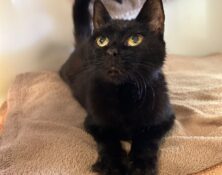 Topsy – 13yrs – Female