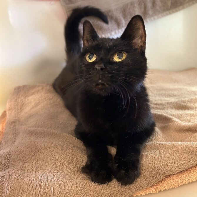 Topsy – 13yrs – Female