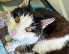 Tyra – 12yrs – Female
