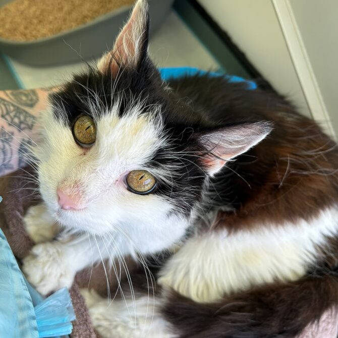 Tyra – 12yrs – Female