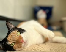 Venus – 1yrs – Female