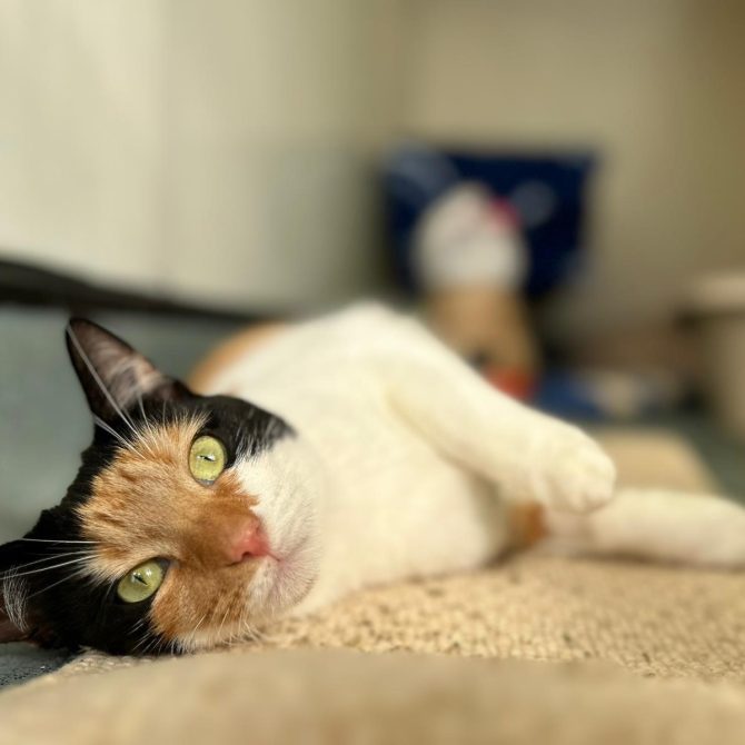 Venus – 1yrs – Female