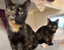 Winnie & Twinnie – 1yrs – Female