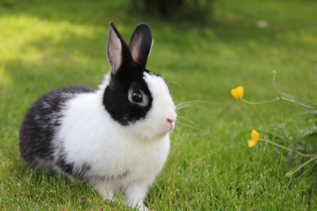 Rhs Rabbits RSPCA Isle of Thanet Branch