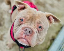 Piggy – 4yrs – Female – Pocket Bully