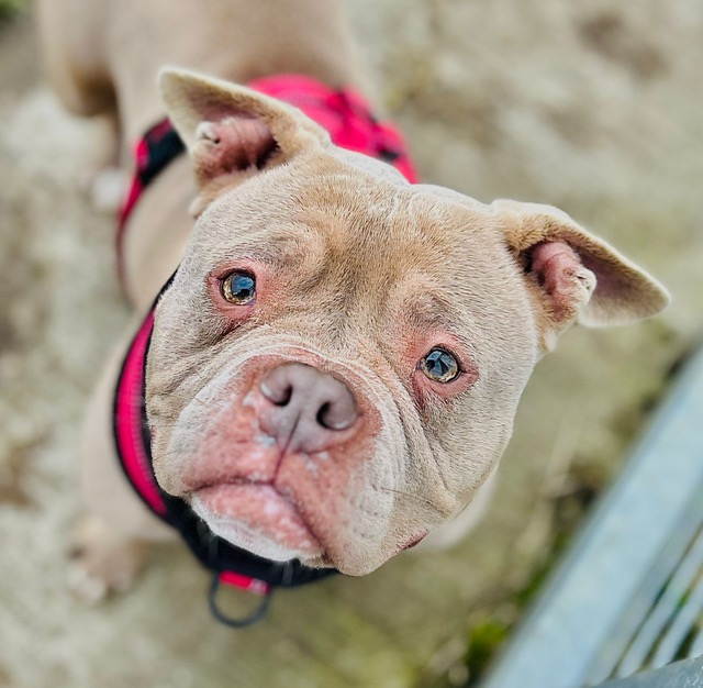 Piggy – 4yrs – Female – Pocket Bully