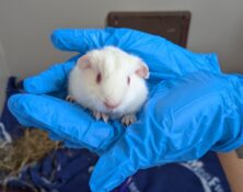 Guinea pig pups – Various