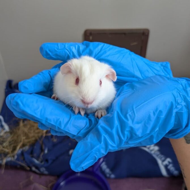 Guinea pig pups – Various